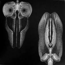 the skull defekts - dances in dreams of the known unknown